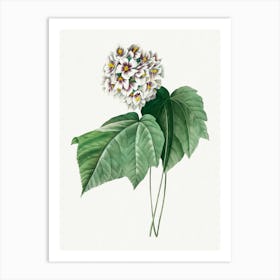 Dombeya Amelia, Pierre Joseph Redouté Art Print