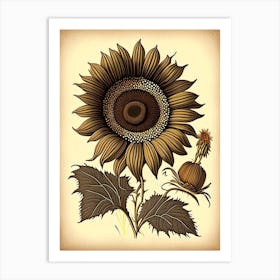 Brown Eyed Susan Wildflower Vintage Botanical Art Print