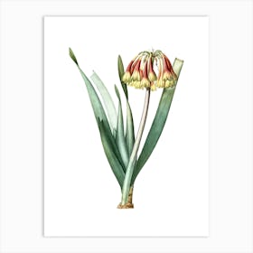 Vintage Knysna Lily Botanical Illustration on Pure White n.0642 Art Print