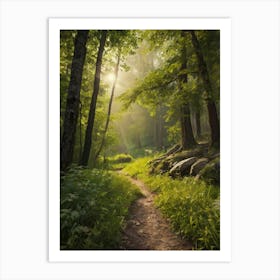 Path In The Woods 1 Art Print