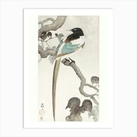 Magpie On Tree Branch (1900 1910), Ohara Koson Art Print