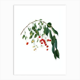 Vintage Visciola Cherries Botanical Illustration on Pure White n.0391 Art Print