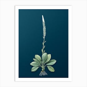 Vintage Blazing Star Botanical Art on Teal Blue n.0234 Art Print