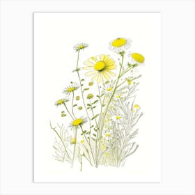 Chamomile Spices And Herbs Pencil Illustration 3 Art Print