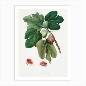 Common Fig (Ficus Carica Sativa) From Pomona Italiana (1817 - 1839), Giorgio Gallesio 1 Art Print