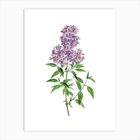 Vintage Persian Lilac Botanical Illustration on Pure White n.0412 Art Print