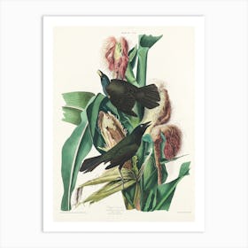 Purple Grakle Or Common Crow, Birds Of America, John James Audubon Art Print