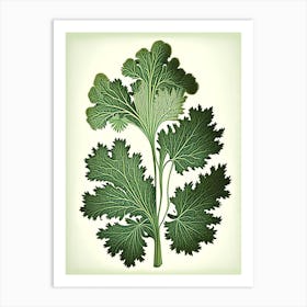 Parsley Herb Vintage Botanical Art Print