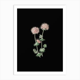 Vintage Crucianella Flower Branch Botanical Illustration on Solid Black n.0395 Art Print