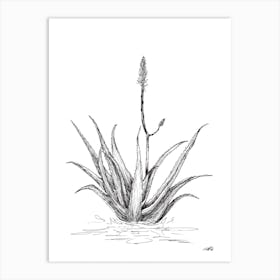 Black and White Aloe with One Flower Art Print