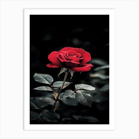 Dark Rose 141 Art Print