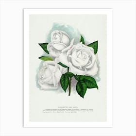 Vintage Botanical Art Print _2697915 Art Print