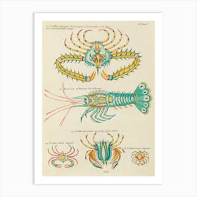 Colourful And Surreal Illustrations Of Fishes And Found In The Indian And Pacific Oceans, Louis Renard(70) Art Print
