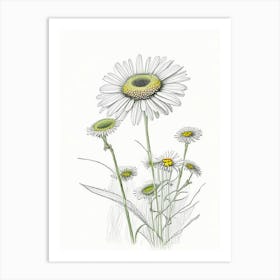 Oxeye Daisy Floral Quentin Blake Inspired Illustration 1 Flower Art Print