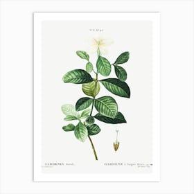 Gardenia, Pierre Joseph Redoute Art Print