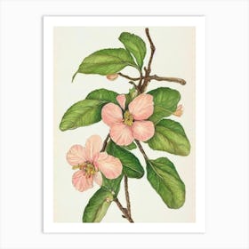 Apple Blossom Vintage Botanical 2 Flower Art Print