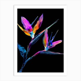 Bird Of Paradise 67 Art Print