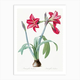 Brazilian Amaryllis, Pierre Joseph Redoute Art Print