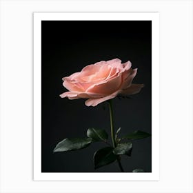 Pink Rose 48 Art Print