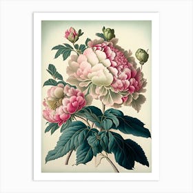 Peonies Vintage Botanical Art Print