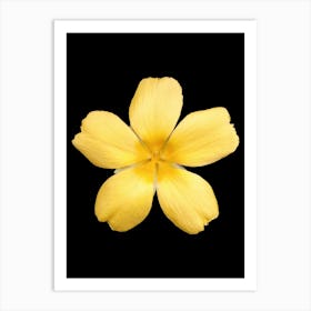 Yellow Flower Isolated On Black Background Art Print