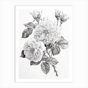 Roses Sketch 64 Art Print