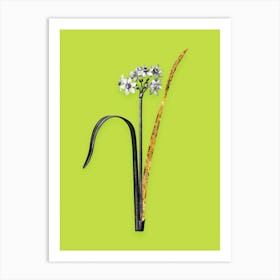 Vintage Cowslip Cupped Daffodil Black and White Gold Leaf Floral Art on Chartreuse n.1085 Art Print