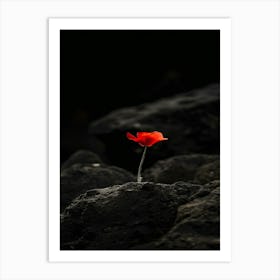 Single Red Poppy 6 Art Print