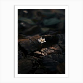 Single Flower In The Dark 12 Art Print