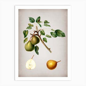 Vintage Pear Botanical on Parchment n.0766 Art Print