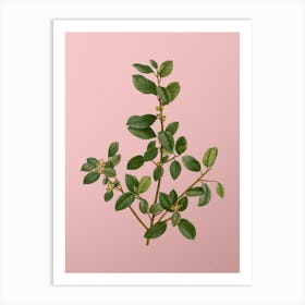 Vintage Italian Buckthorn Botanical on Soft Pink n.0610 Art Print