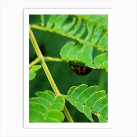 Lady bug on a leaf Art Print