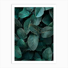 Eucalyptus Leaves 23 Art Print