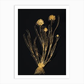 Vintage Allium Globosum Botanical in Gold on Black Art Print