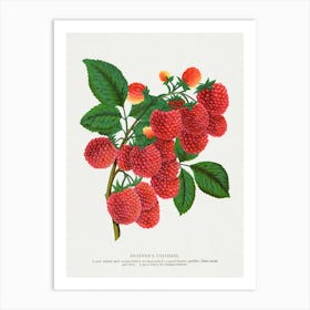 Raspberry Lithograph Art Print