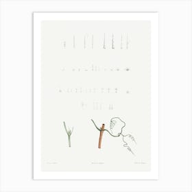 Plant Stems Set from La Botanique de J. J. Rousseau, Pierre Joseph Redoute Art Print