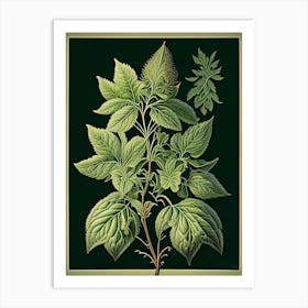 Oregano Leaf Vintage Botanical 1 Art Print