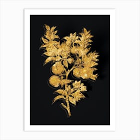 Vintage Bitter Orange Botanical in Gold on Black n.0134 Art Print