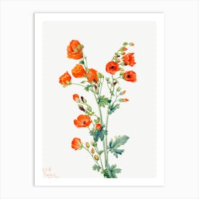 Scarlet Globe Mallow, Mary Vaux Walcott Art Print