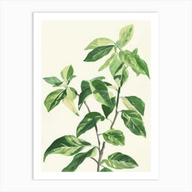 Green Leaves On A Branch Art Print