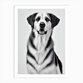 Anatolian Shepherd Dog B&W Pencil Dog Art Print