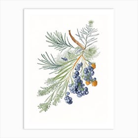 Juniper Berry Spices And Herbs Pencil Illustration 3 Art Print