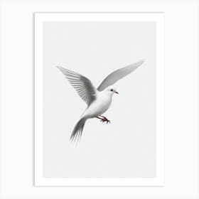 Dove B&W Pencil Drawing 3 Bird Art Print