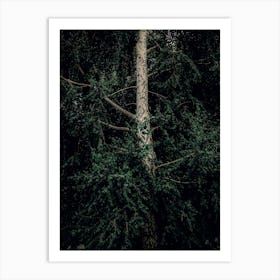 A White Birch Tree In Green Leaves Art Print