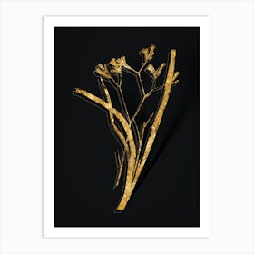 Vintage Anigozanthos Flavida Botanical in Gold on Black n.0506 Art Print