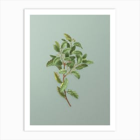 Vintage Evergreen Oak Botanical Art on Mint Green n.0020 Art Print
