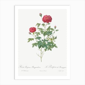 Burgundy Cabbage Rose, Pierre Joseph Redoute 1 Art Print