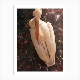 A Pink Pelican In Glowing Pink Water Art Print