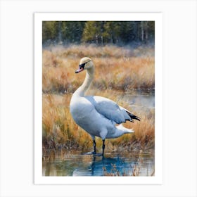 Tundra Swan Art Print