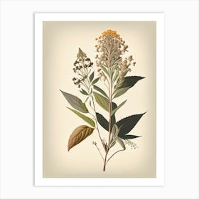 Boneset Spices And Herbs Retro Drawing 2 Art Print